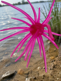 25mm Urchin Pink Flamingo Floating TPE Soft Bait
