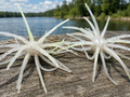 20mm TPE Urchin Style Soft Baits 2 Pack Choose Color Bass Fishing