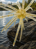 25mm Urchin Sand Gold Flake Floating TPE Soft Bait