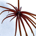 Coikie Urchin Style Bait 12mm Brown Soft Plastic Bass Lure