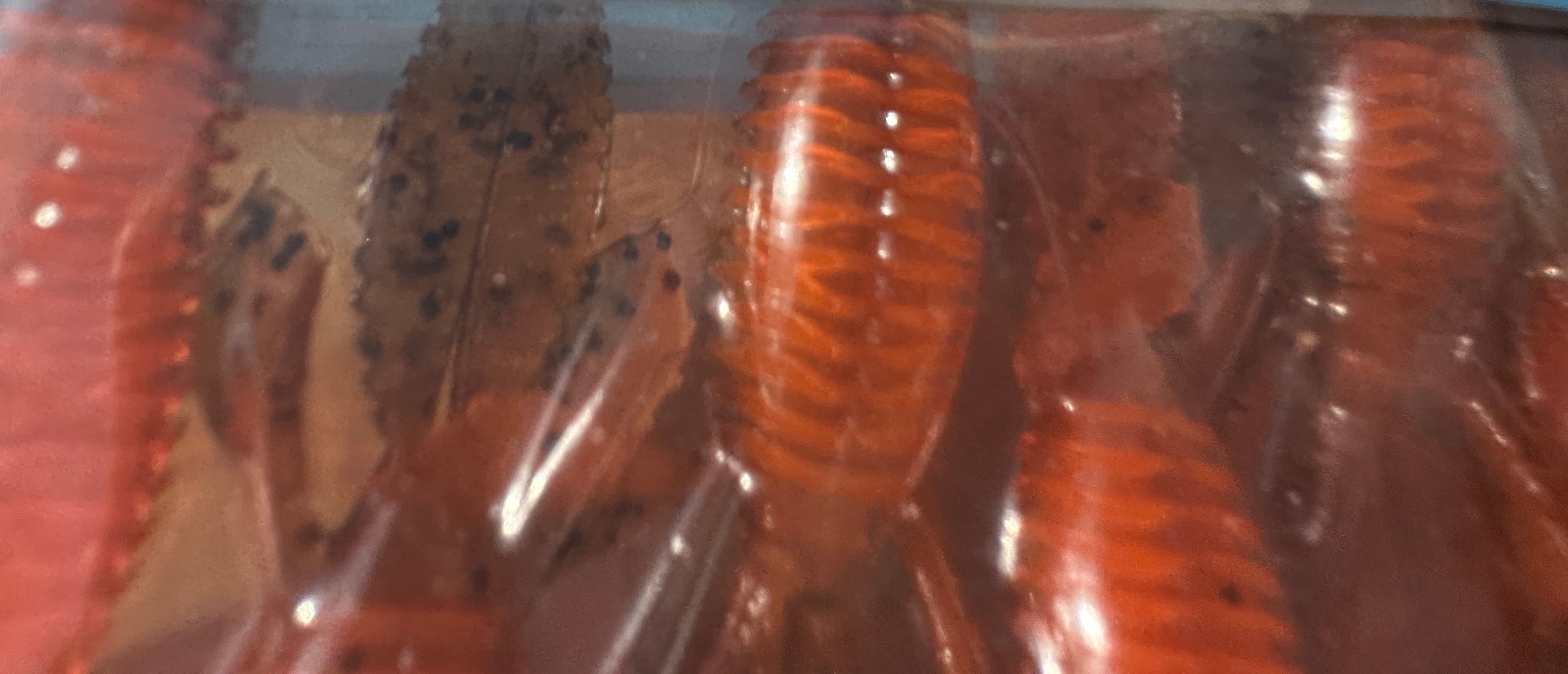 Z-Man TRD BugZ 2.75" Green Pumpkin Orange 6 Pack ElaZtech Ned Rig Soft Baits