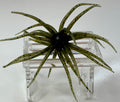 Small Urchin Soft Fishing Lure Green Pumpkin Bass Crappie Walleye Finesse
